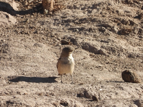 Greyish Miner (Geositta maritima), photo 8
