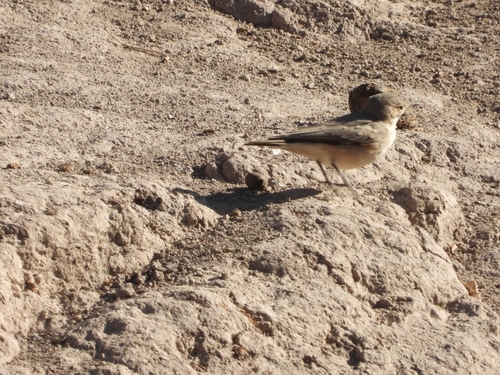 Greyish Miner (Geositta maritima), photo 9