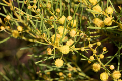 Acacia nematophylla