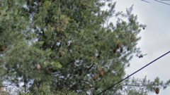 Pinus maximartinezii