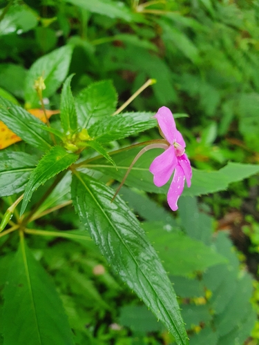 Image of Impatiens platypetala by (c) Jacek Pietruszewski, some rights reserved (CC BY)