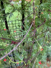 Ipomoea × multifida
