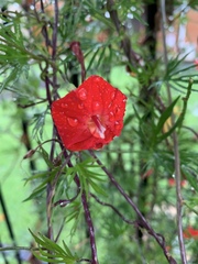 Ipomoea × multifida