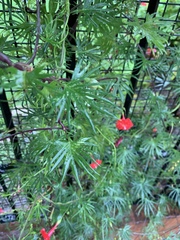 Ipomoea × multifida