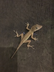 Anolis cybotes