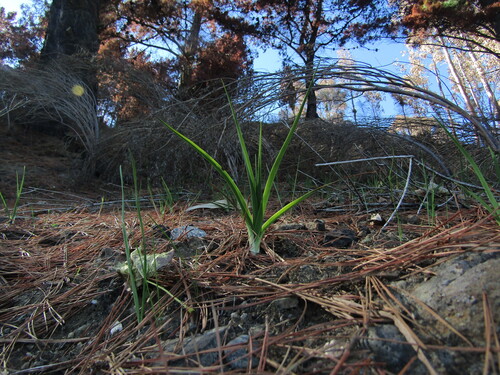 azulillo (Pasithea caerulea)