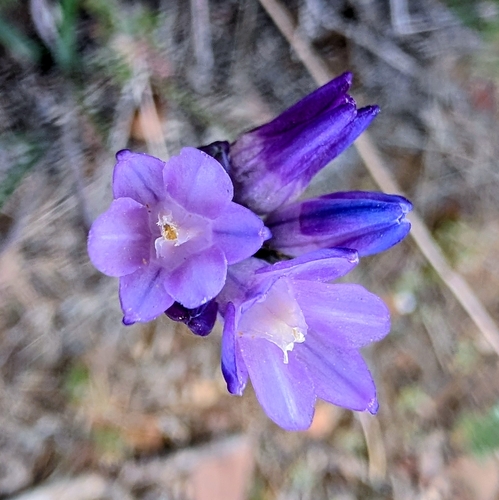 Live Oak Springs Trail
