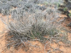 Psorothamnus fremontii