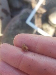 Micrelenchus purpureus