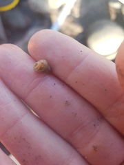 Micrelenchus purpureus