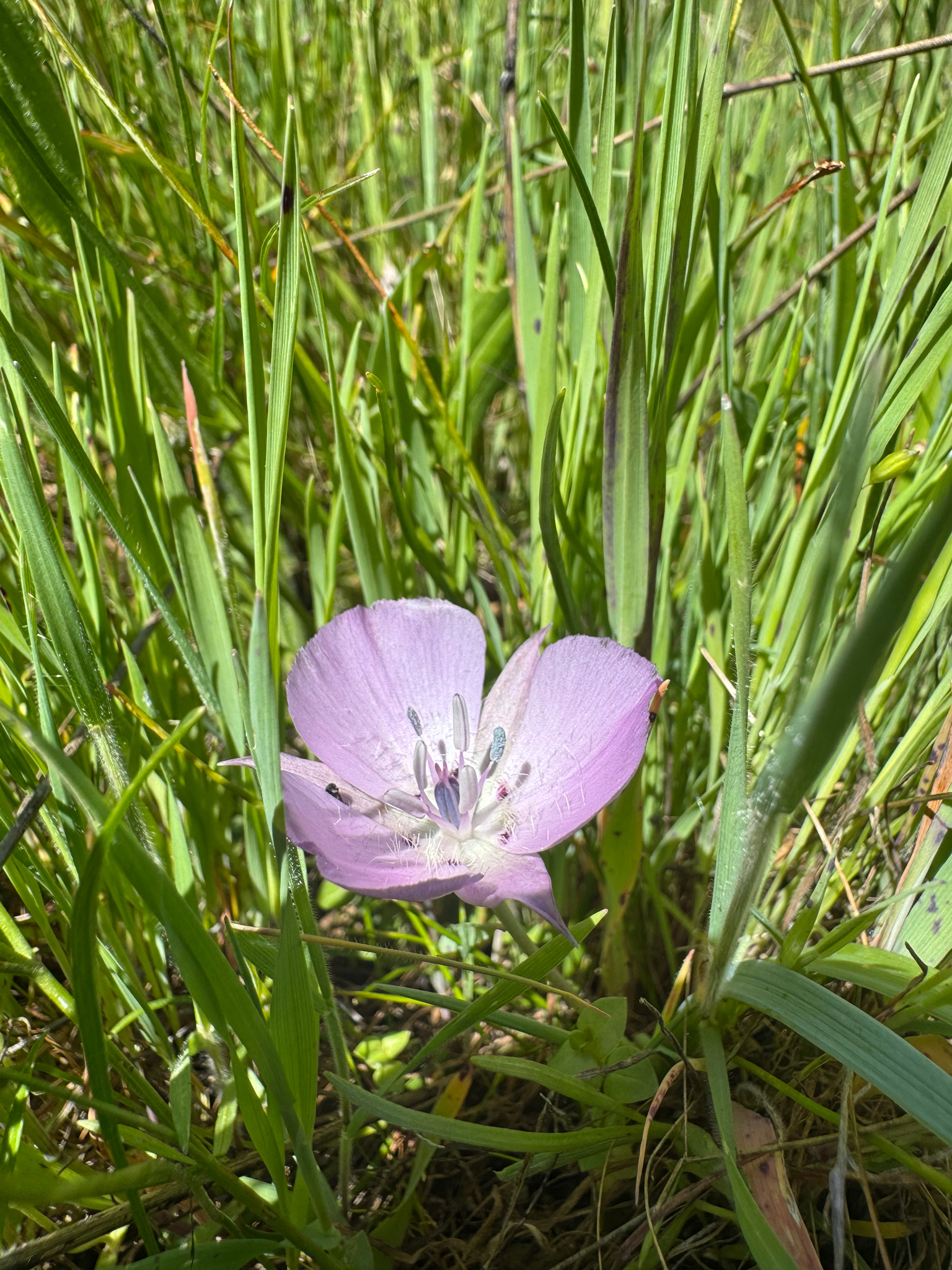 Pink Star-Tulip (Calochortus uniflorus)