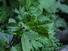 Azara serrata, photograph (c) Bruno Avilez, some rights reserved (CC BY)