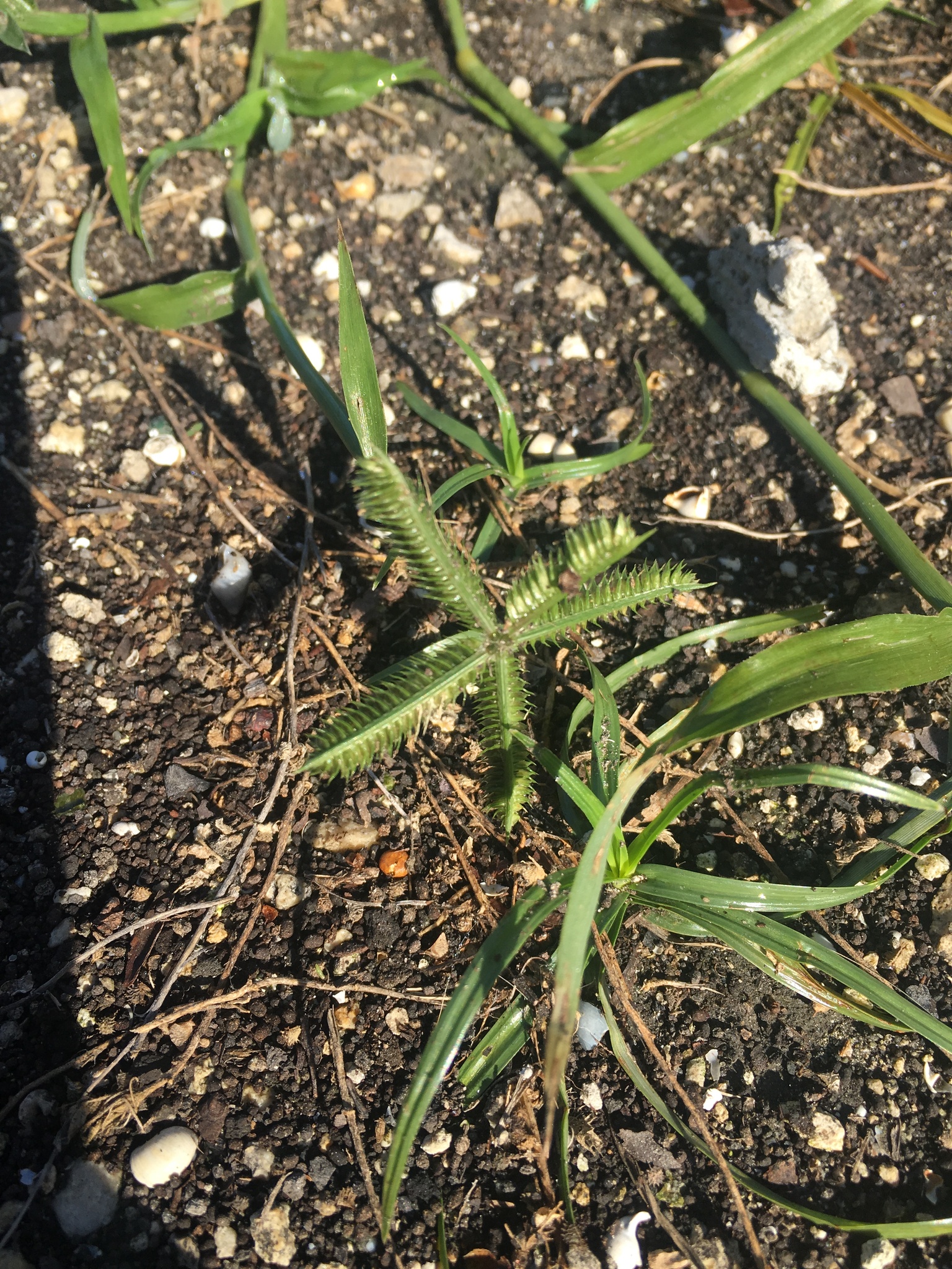 Crowfoot Grass (Dactyloctenium aegyptium)