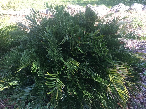 Coontie (Zamia integrifolia)