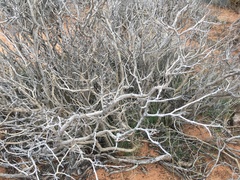 Psorothamnus fremontii
