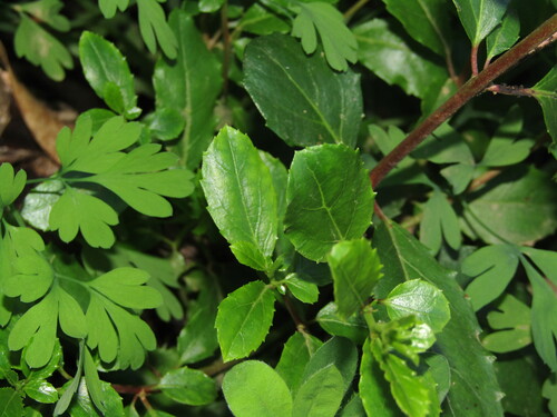 Saw-Toothed Azara (Azara serrata)