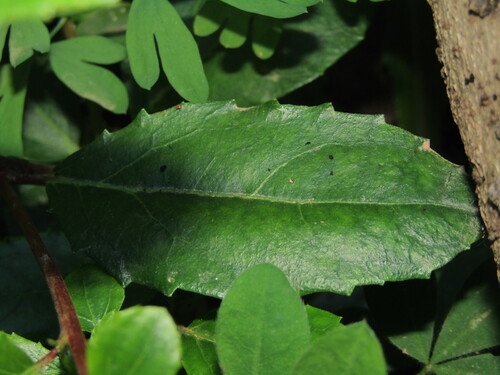 Azara serrata, photograph 3