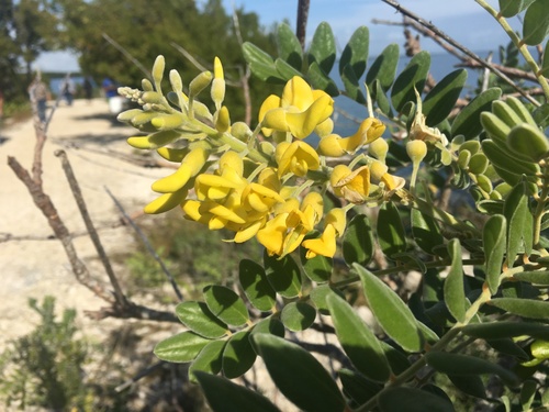 Necklace pod (Sophora tomentosa)