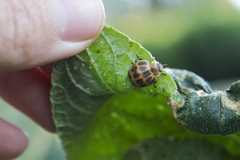 Epilachna paenulata