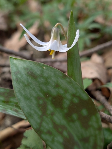 white fawnlily