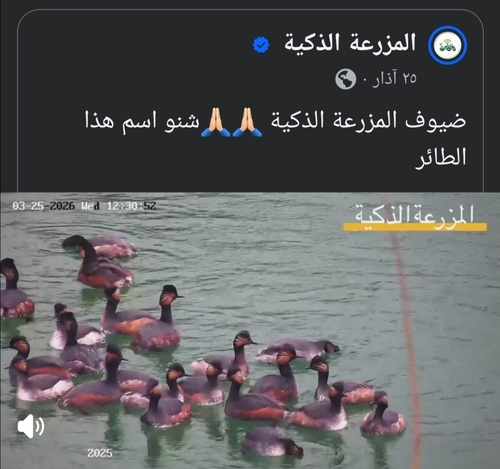 iNaturalist: (c) iNaturalist of Iraq, some rights reserved (CC BY-NC), uploaded by iNaturalist of Iraq iNaturalist image