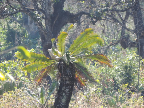Dioon edule