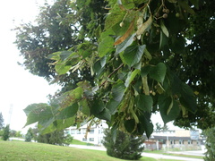 Tilia americana