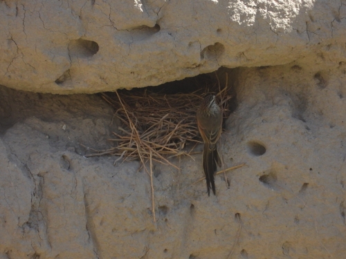 Plain-mantled Tit-Spinetail (Leptasthenura aegithaloides), photo 7