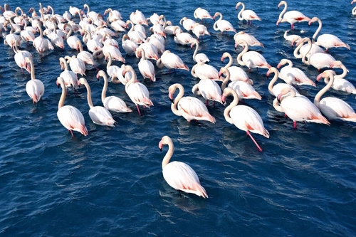 Greater Flamingo