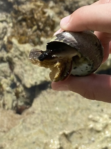 Cittarium pica