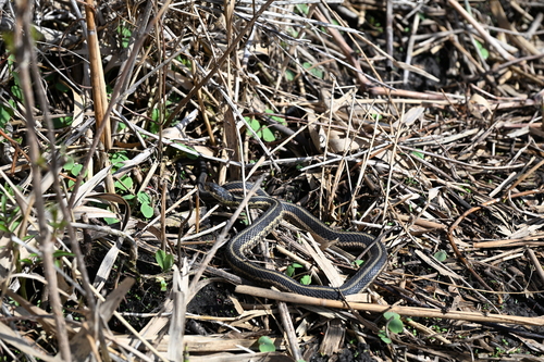 Garter Snake
