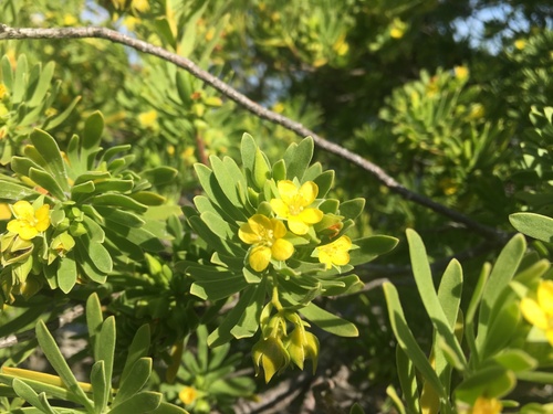 Baycedar (Suriana maritima)