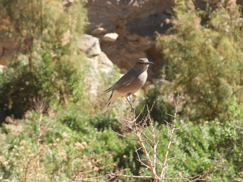 Black-billed Shrike-Tyrant (Agriornis montanus), photo 6