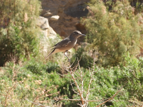 Black-billed Shrike-Tyrant (Agriornis montanus), photo 7