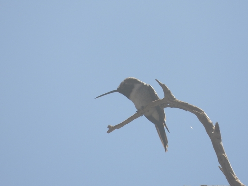 Oasis Hummingbird (Rhodopis vesper), photo 4
