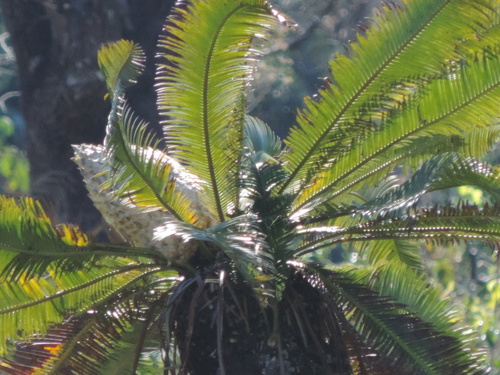 Dioon edule