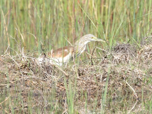 iNaturalist: (c) Pam, some rights reserved (CC BY-NC), uploaded by Pam iNaturalist image