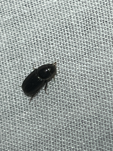 Beaulieu Dung Beetle photo 4