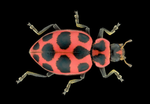 Spotted Pink Lady Beetle photographed in Oklahoma