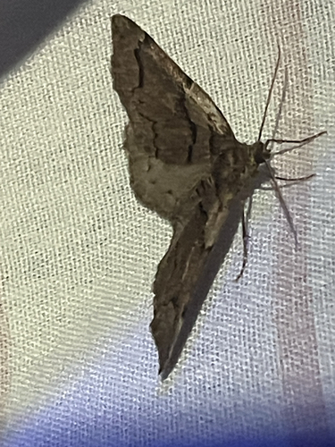 Variable Carpet Moth photo 6