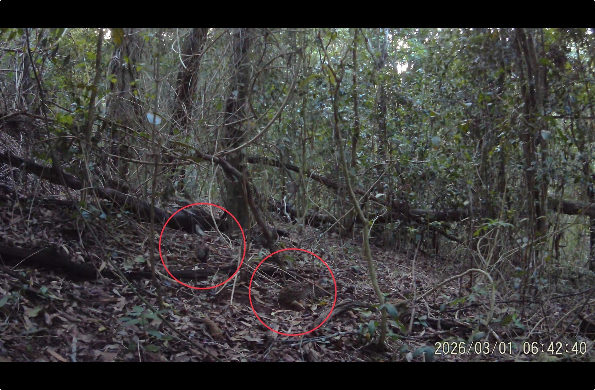 Black-breasted Buttonquail (Turnix melanogaster), photo 5
