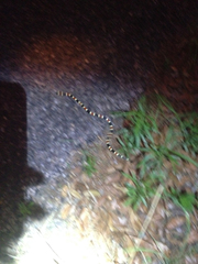 Micruroides euryxanthus