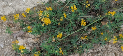 Sickle Medick (Medicago falcata)