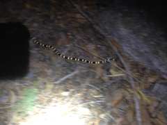 Micruroides euryxanthus