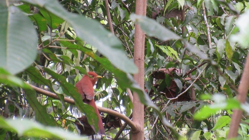 Little Cuckoo (Coccycua minuta), photo 6