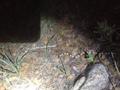 Micruroides euryxanthus