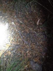 Micruroides euryxanthus