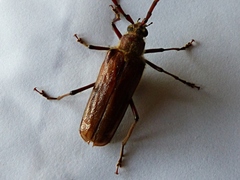 Ochrocydus huttoni