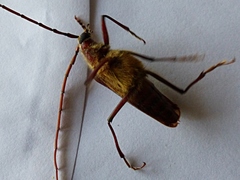 Ochrocydus huttoni