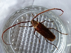 Ochrocydus huttoni